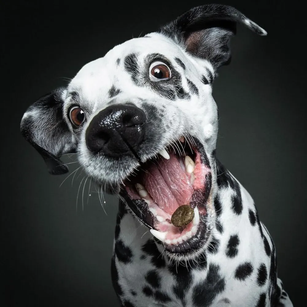 unkthemonk.bsky.social's profile picture