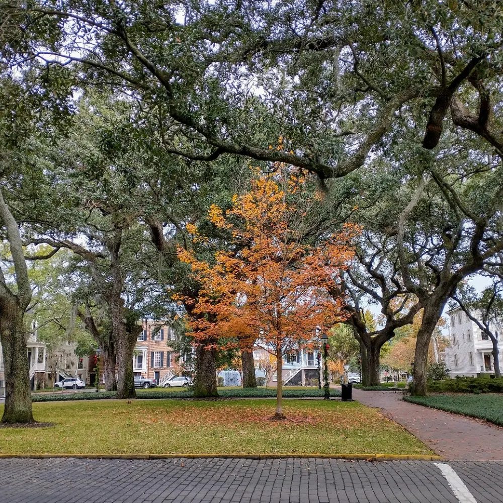 citytrees.bsky.social's profile picture