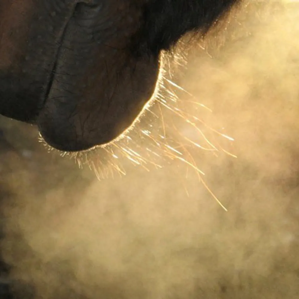 kimblenulldrei.bsky.social's profile picture