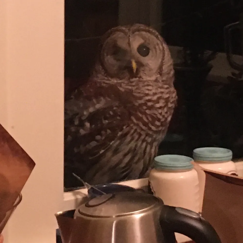 feldspar.bsky.social's profile picture