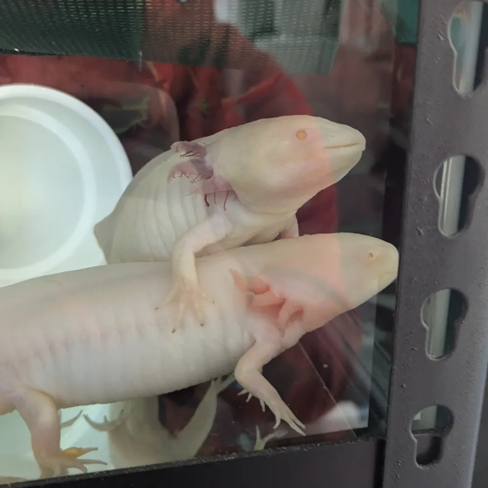 celojevic.bsky.social's profile picture