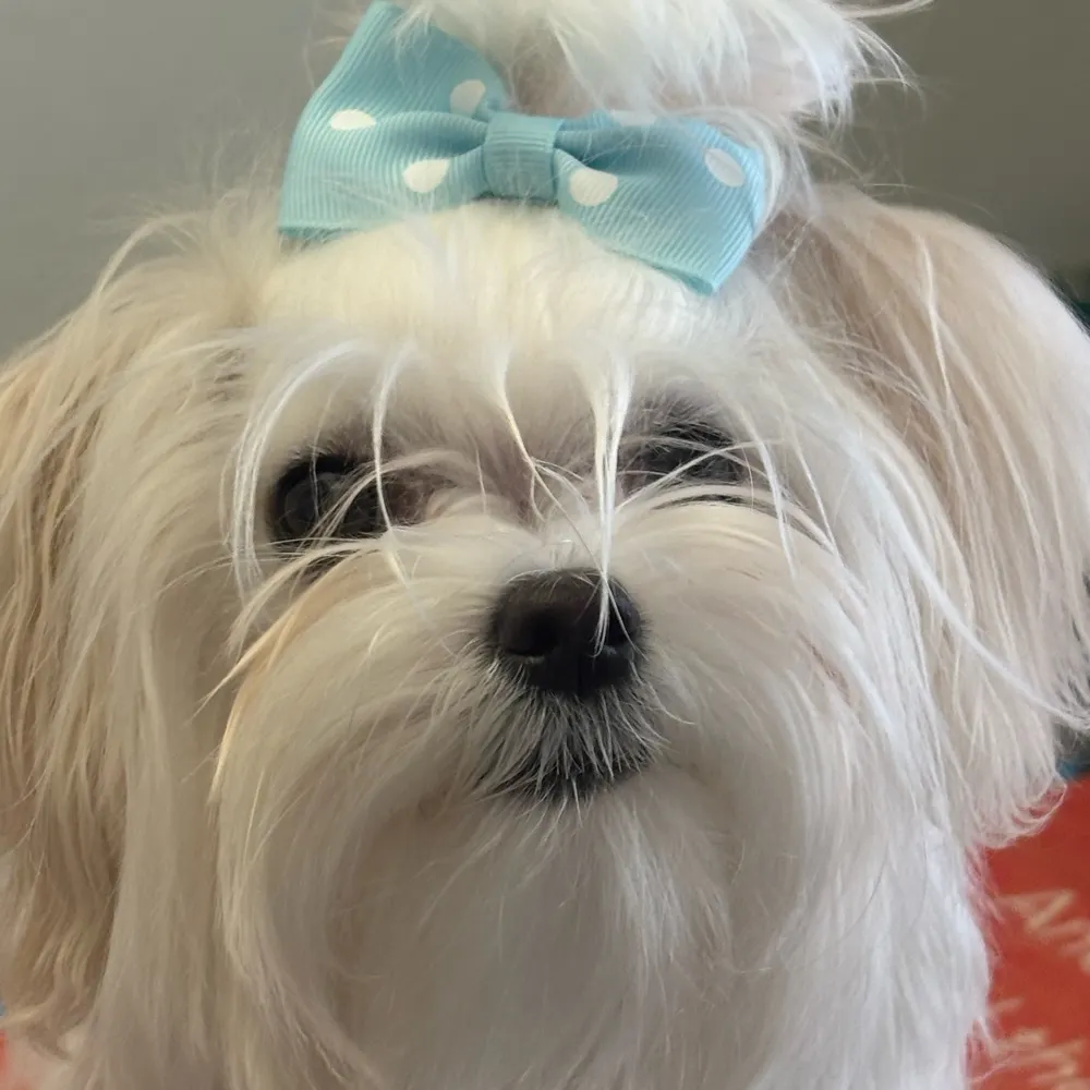 bobinct.bsky.social's profile picture