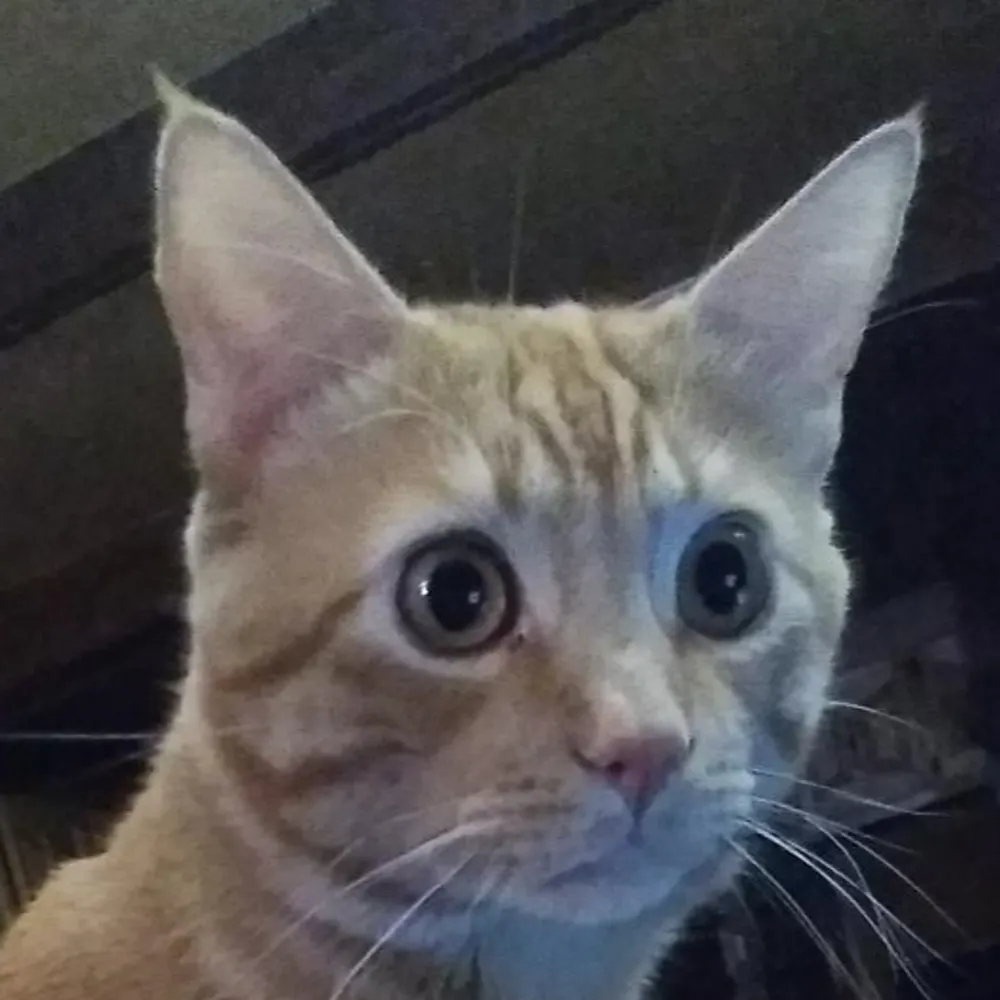 olduncledave.bsky.social's profile picture