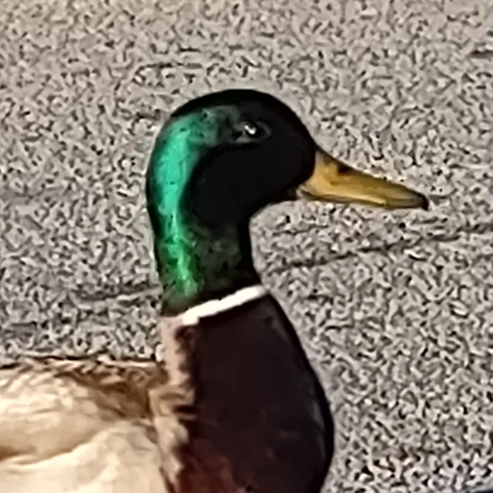 otaku-fowlofchaos.bsky.social's profile picture