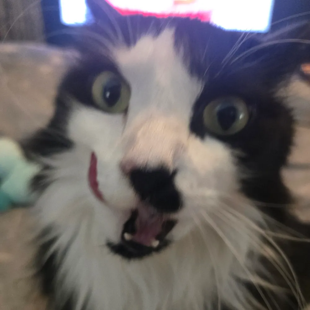 kathmandu513.gobirds.online's profile picture