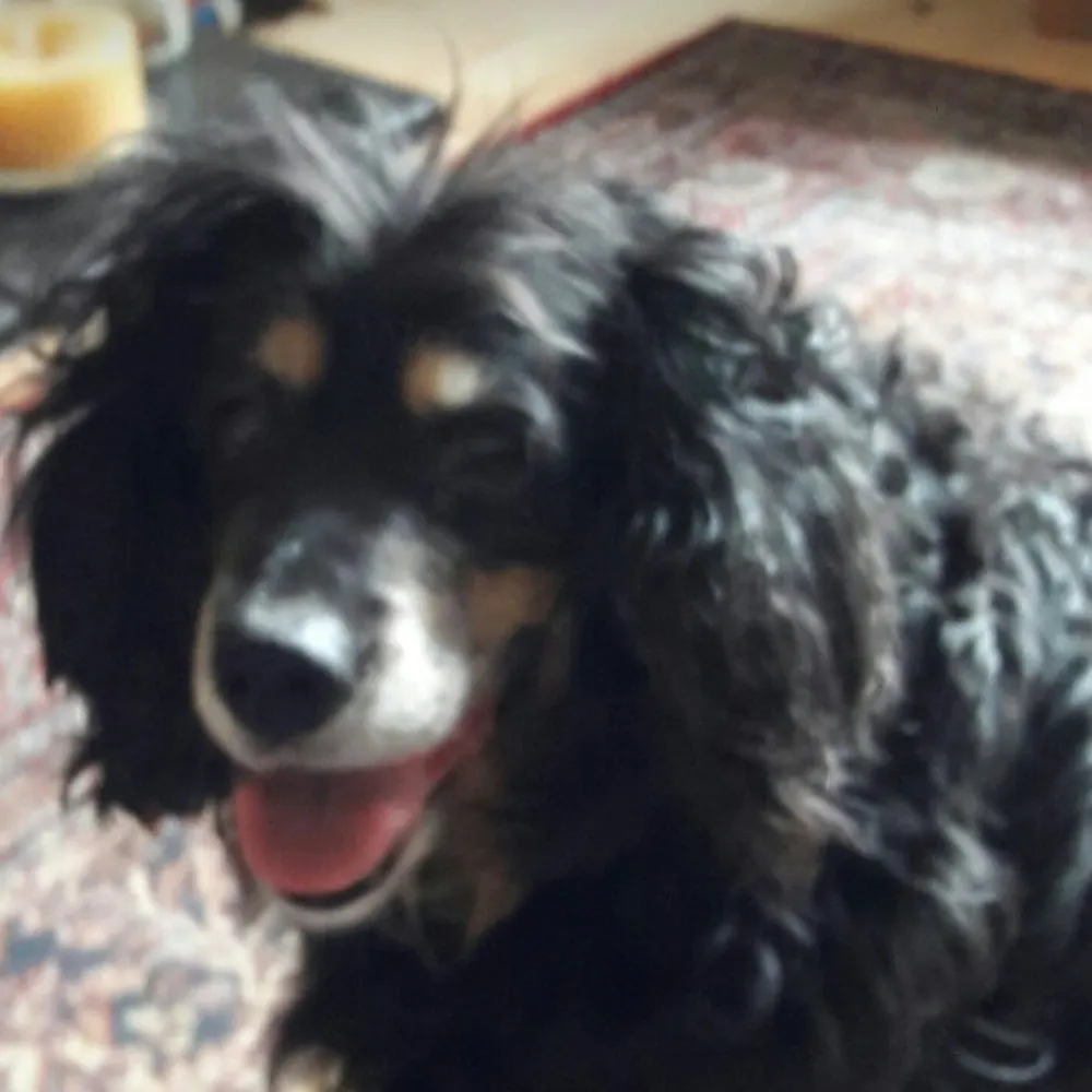 bull-bantam.bsky.social's profile picture