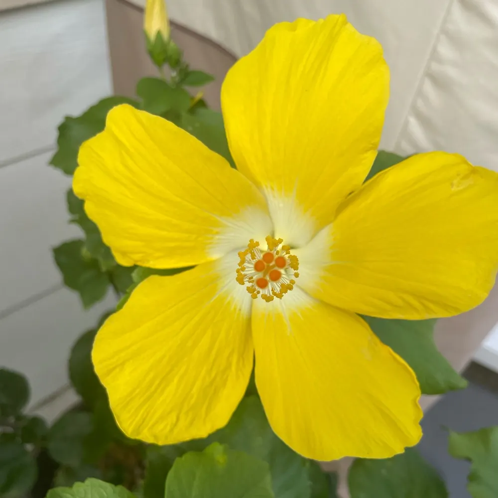 sakaribaby.bsky.social's profile picture