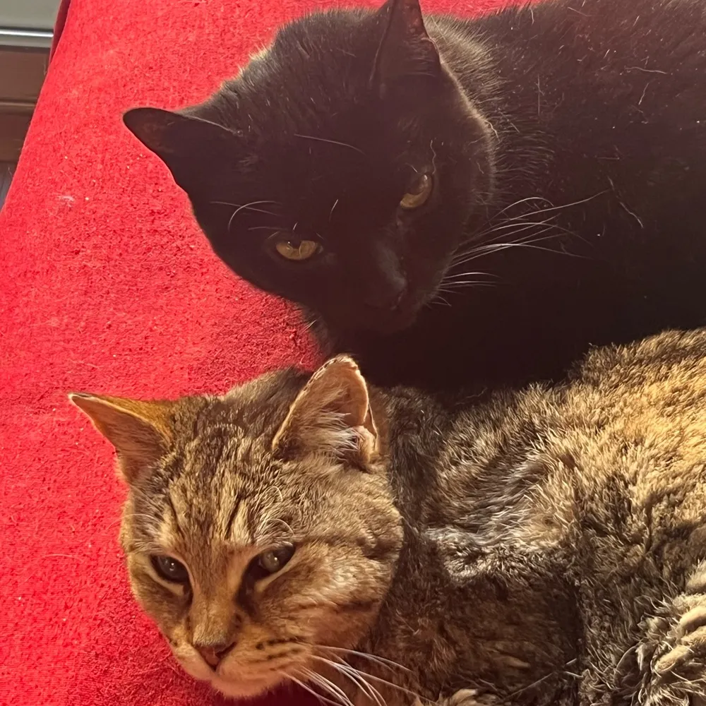 catlady49ers.bsky.social's profile picture