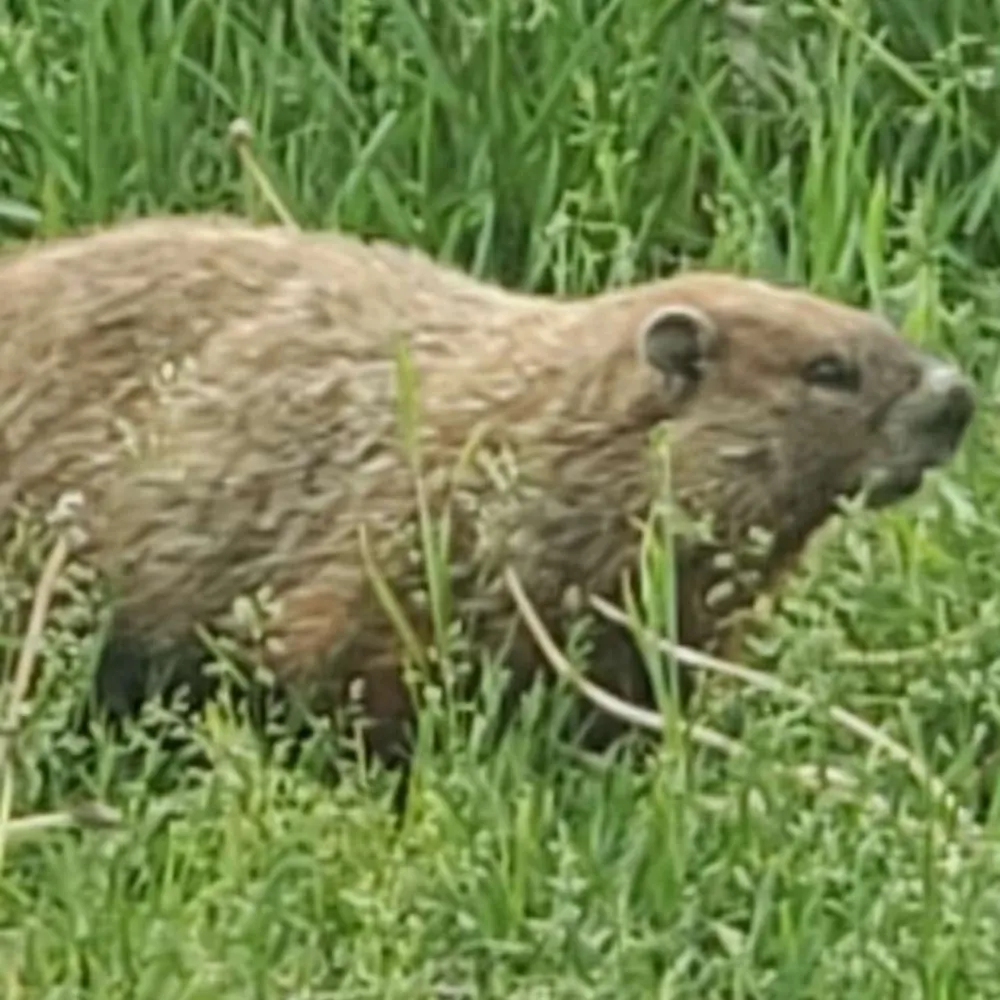 jaunty.bsky.social's profile picture