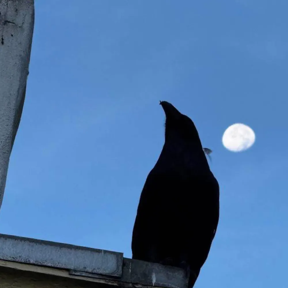 bmoyler.bsky.social's profile picture