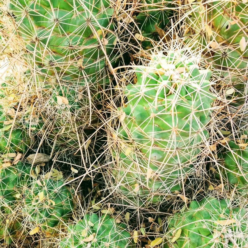 celebritycactus.bsky.social's profile picture