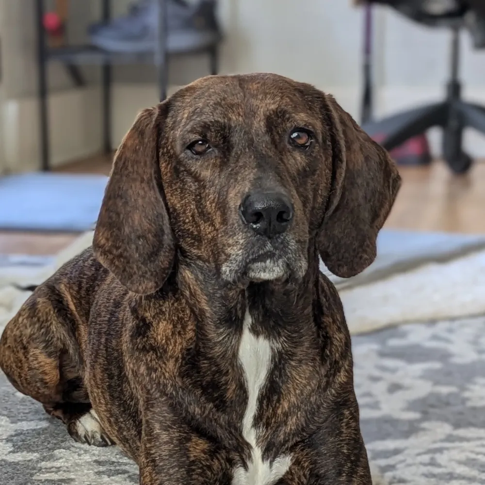 nenebal.bsky.social's profile picture