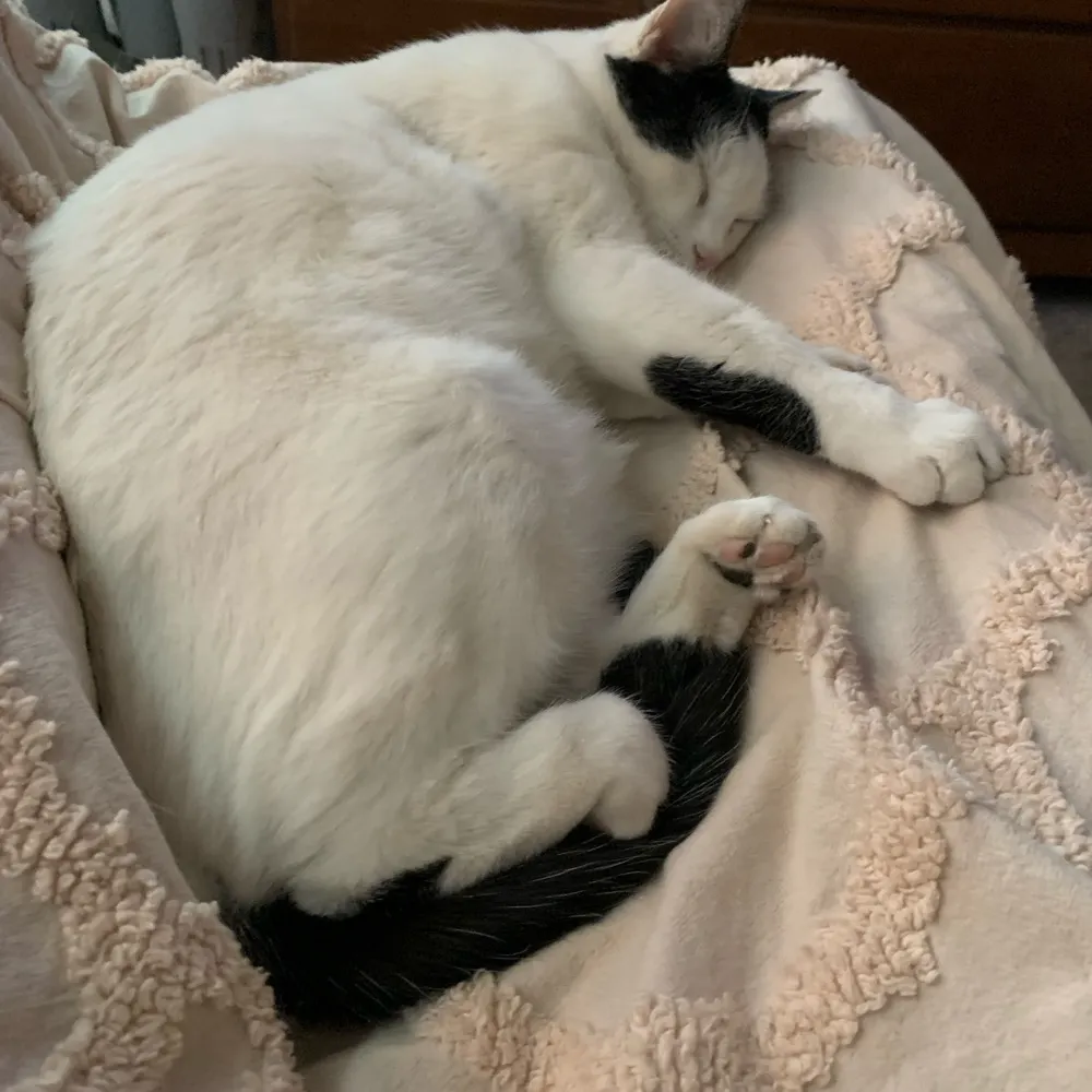 icecreamrocksss.bsky.social's profile picture