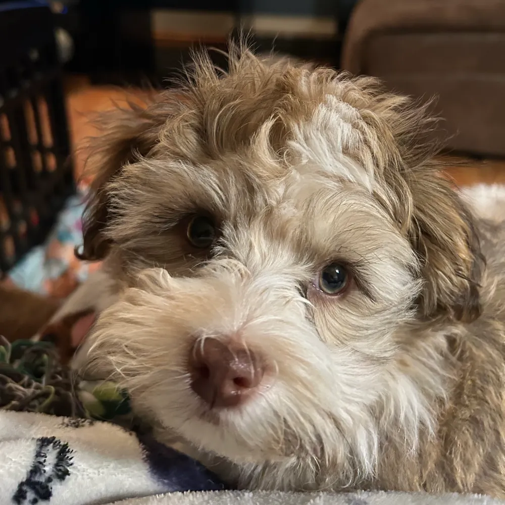 paganqueen.bsky.social's profile picture