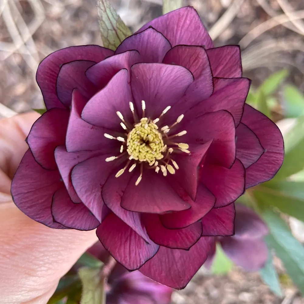 kvanaren.bsky.social's profile picture