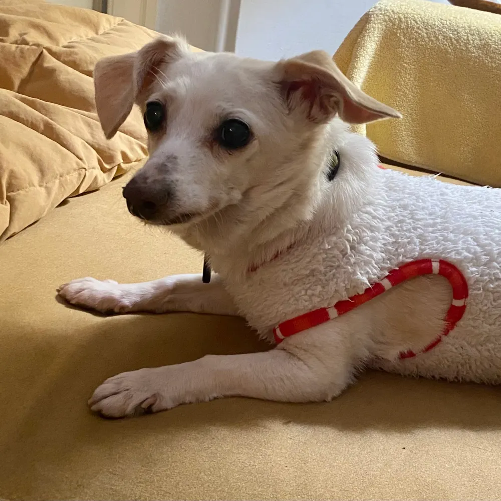 sparkybarkles.bsky.social's profile picture