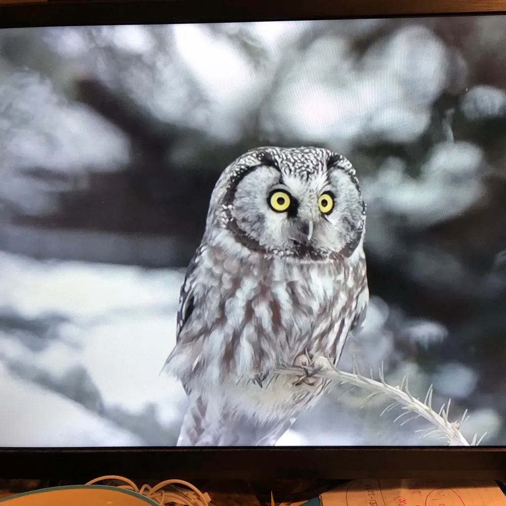 dpc1zspeaking.bsky.social's profile picture