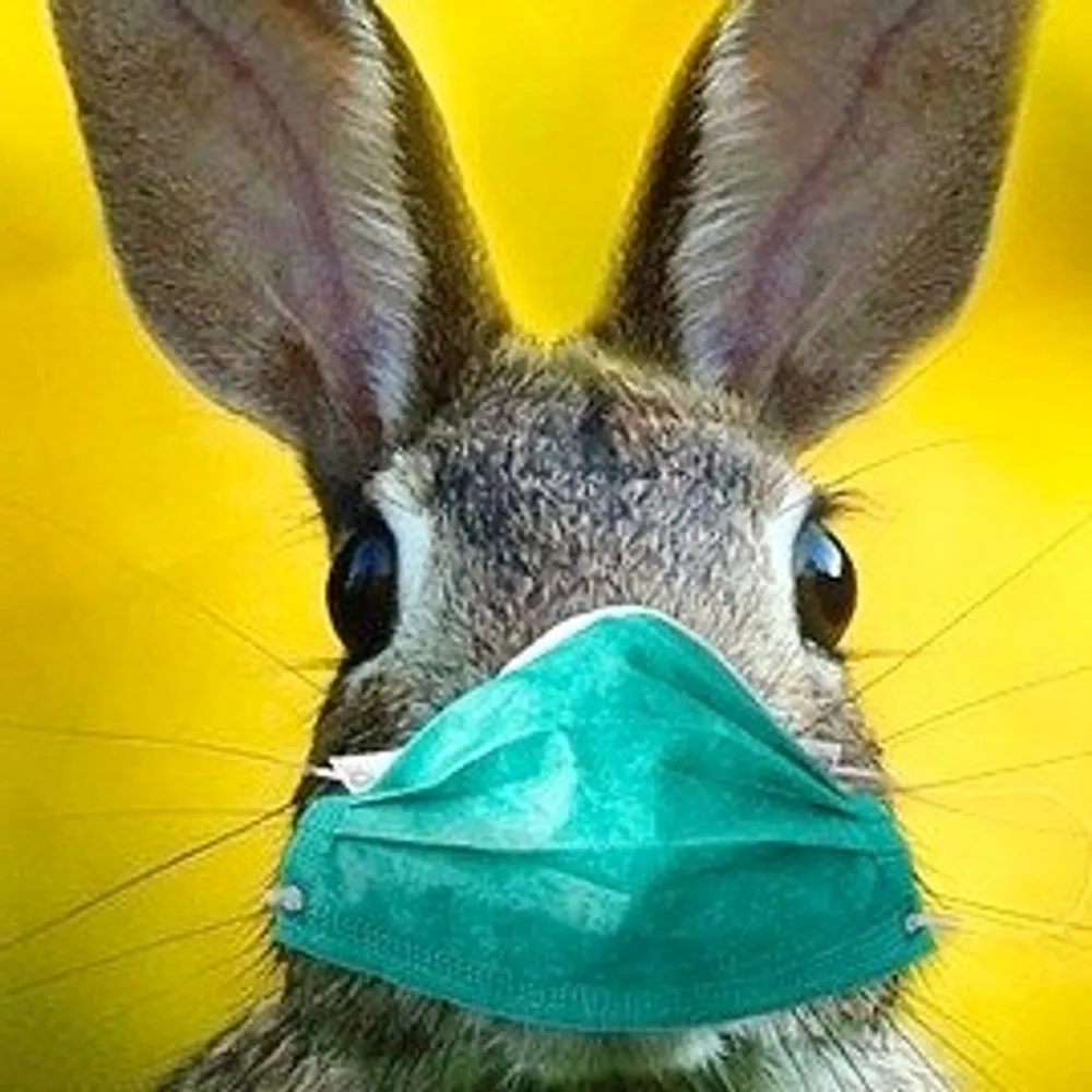 lynneofbayarea.bsky.social's profile picture