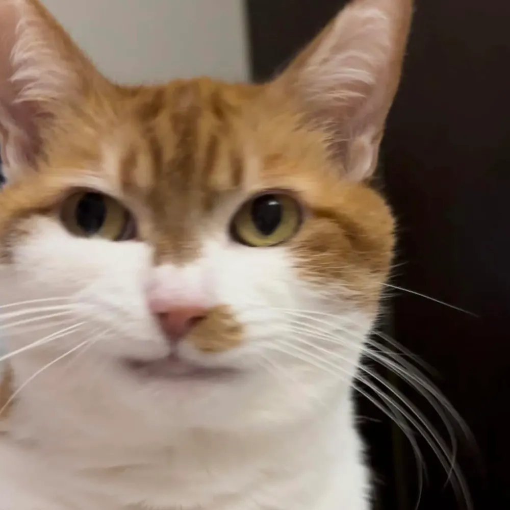 elle1968.bsky.social's profile picture