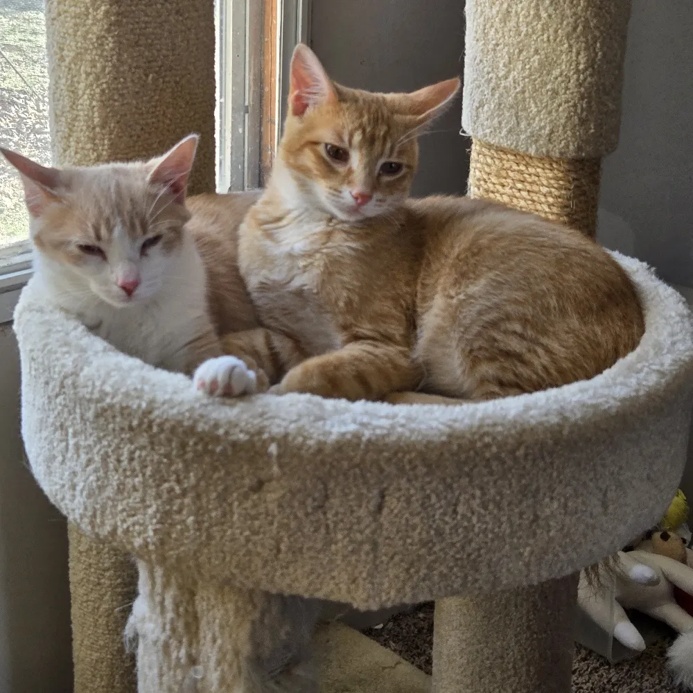 widowblu.bsky.social's profile picture