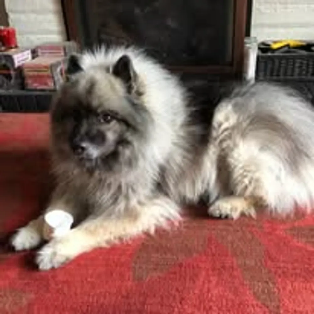 tokay13.bsky.social's profile picture