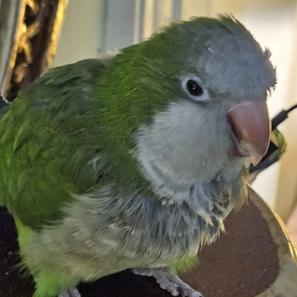 6babypeanut.bsky.social's profile picture