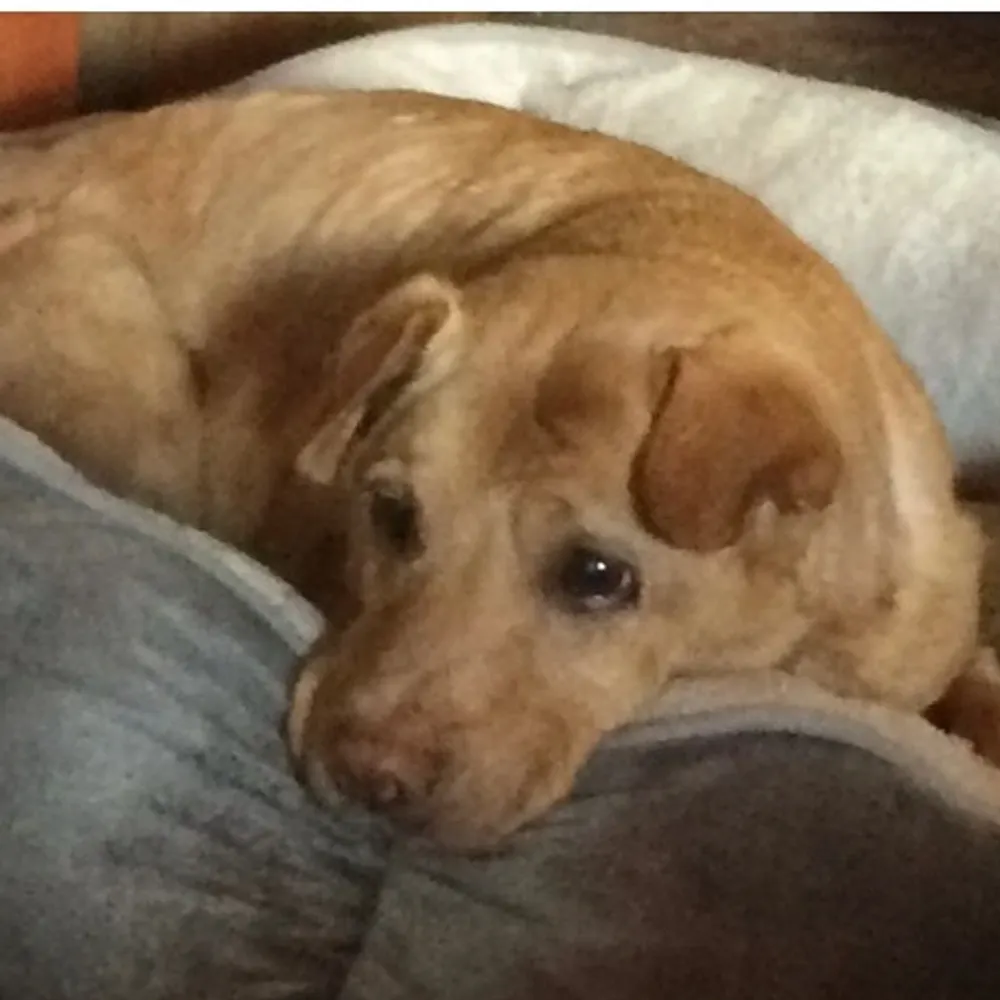 yellowdogantiques.bsky.social's profile picture