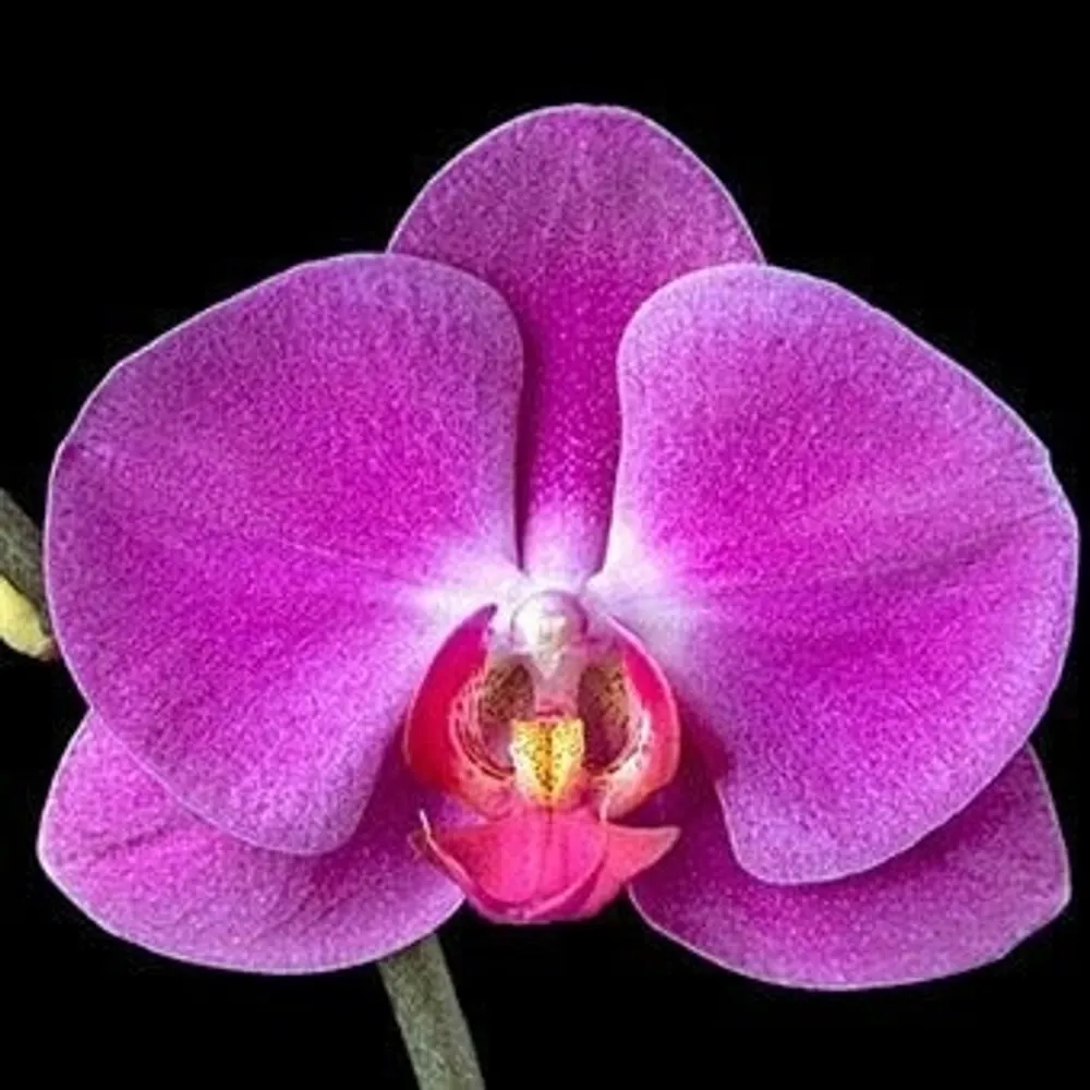 veronicasam13.bsky.social's profile picture