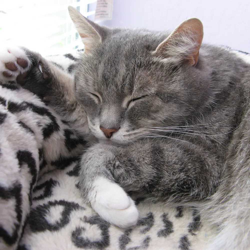 t4booboo.bsky.social's profile picture