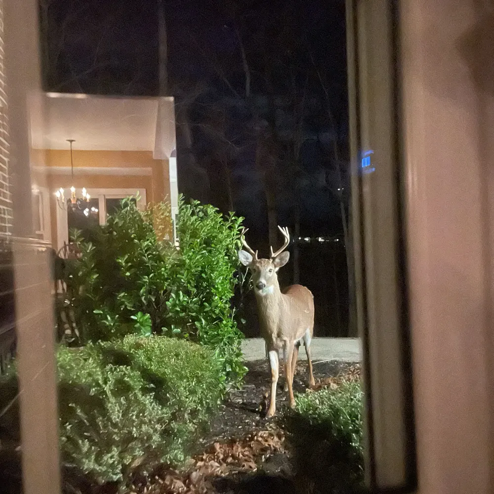 yimabean.bsky.social's profile picture