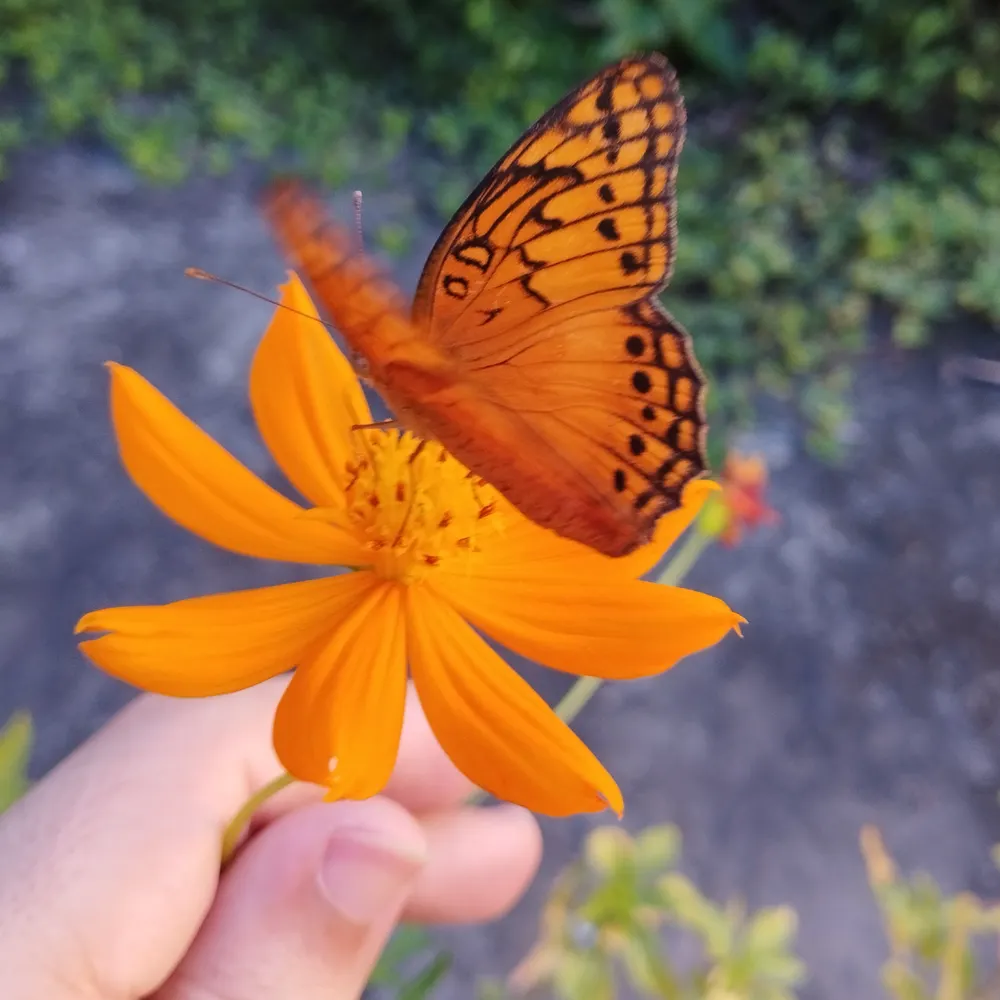 demonioagreste.bsky.social's profile picture