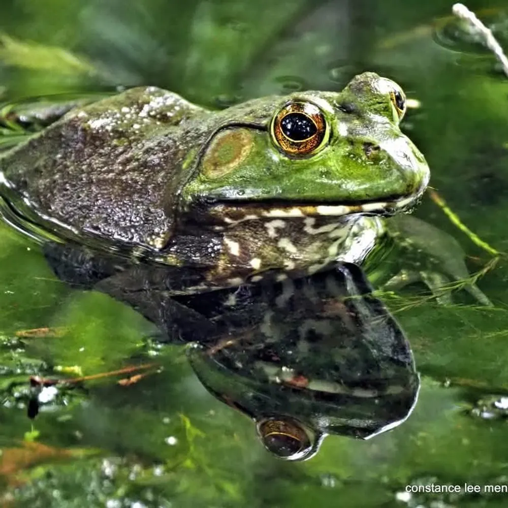 conniemenefee.bsky.social's profile picture