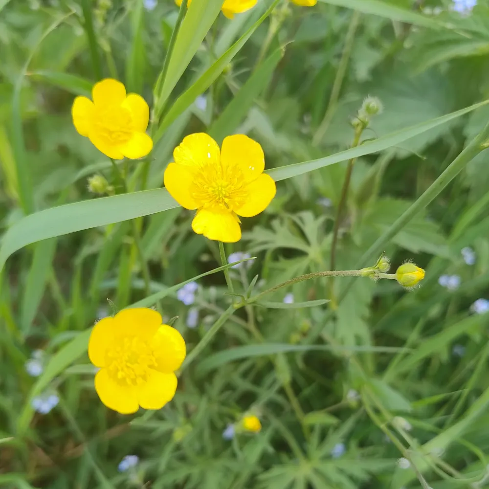 kokorohikari.bsky.social's profile picture