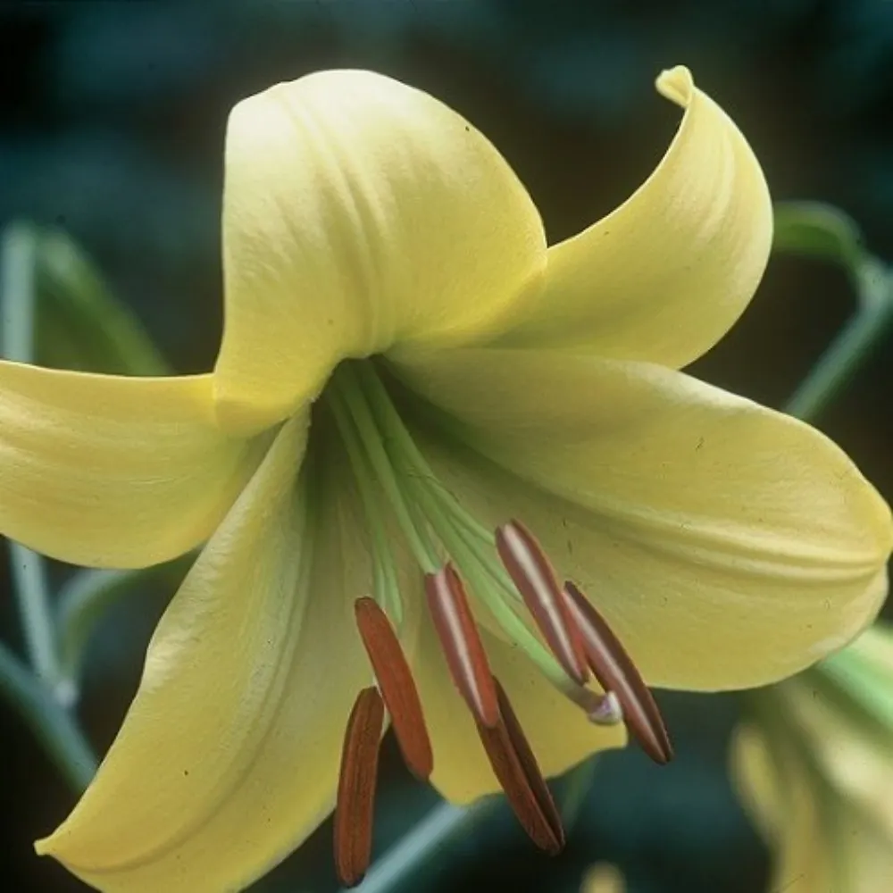 strumpetlily.bsky.social's profile picture