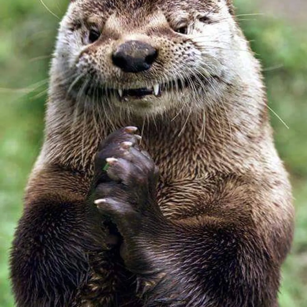 otter-haus.bsky.social's profile picture