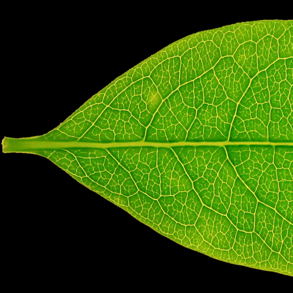 dryadic-operator.bsky.social's profile picture