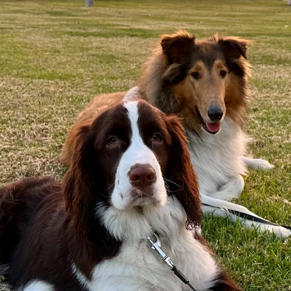 ruglord.bsky.social's profile picture