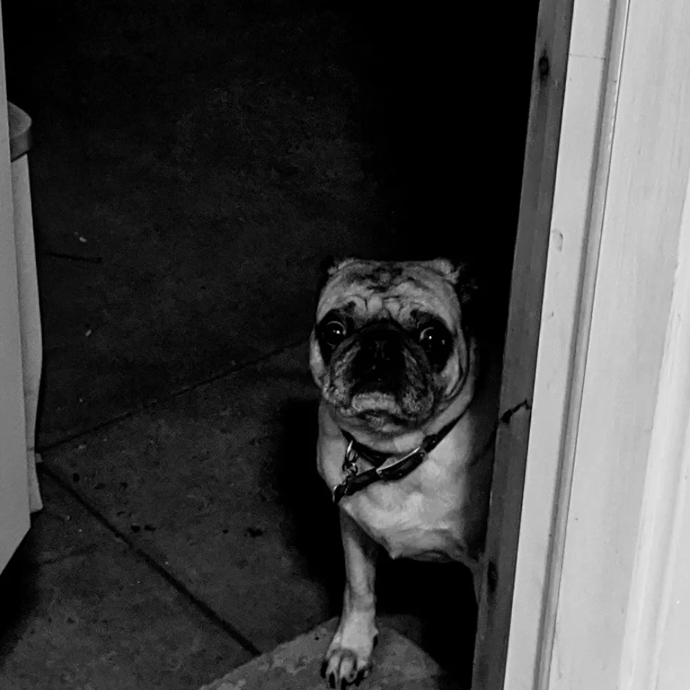 antifacortado.bsky.social's profile picture