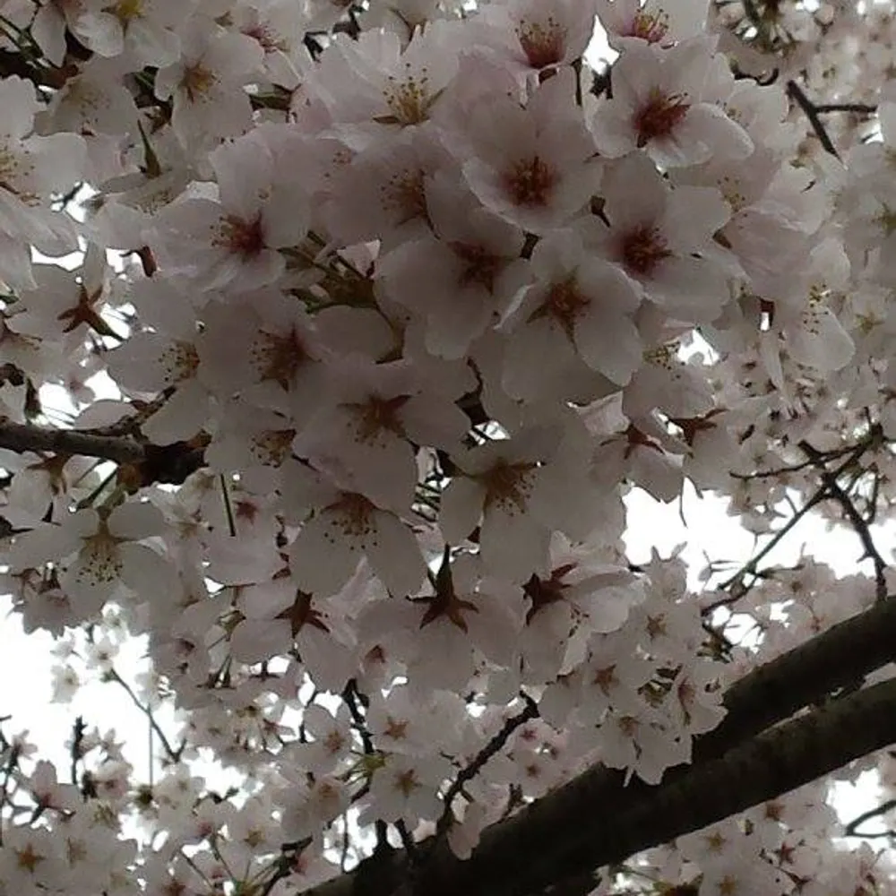 kenziekuma.bsky.social's profile picture