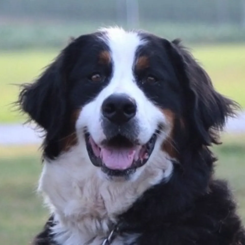 bernerphone.bsky.social's profile picture