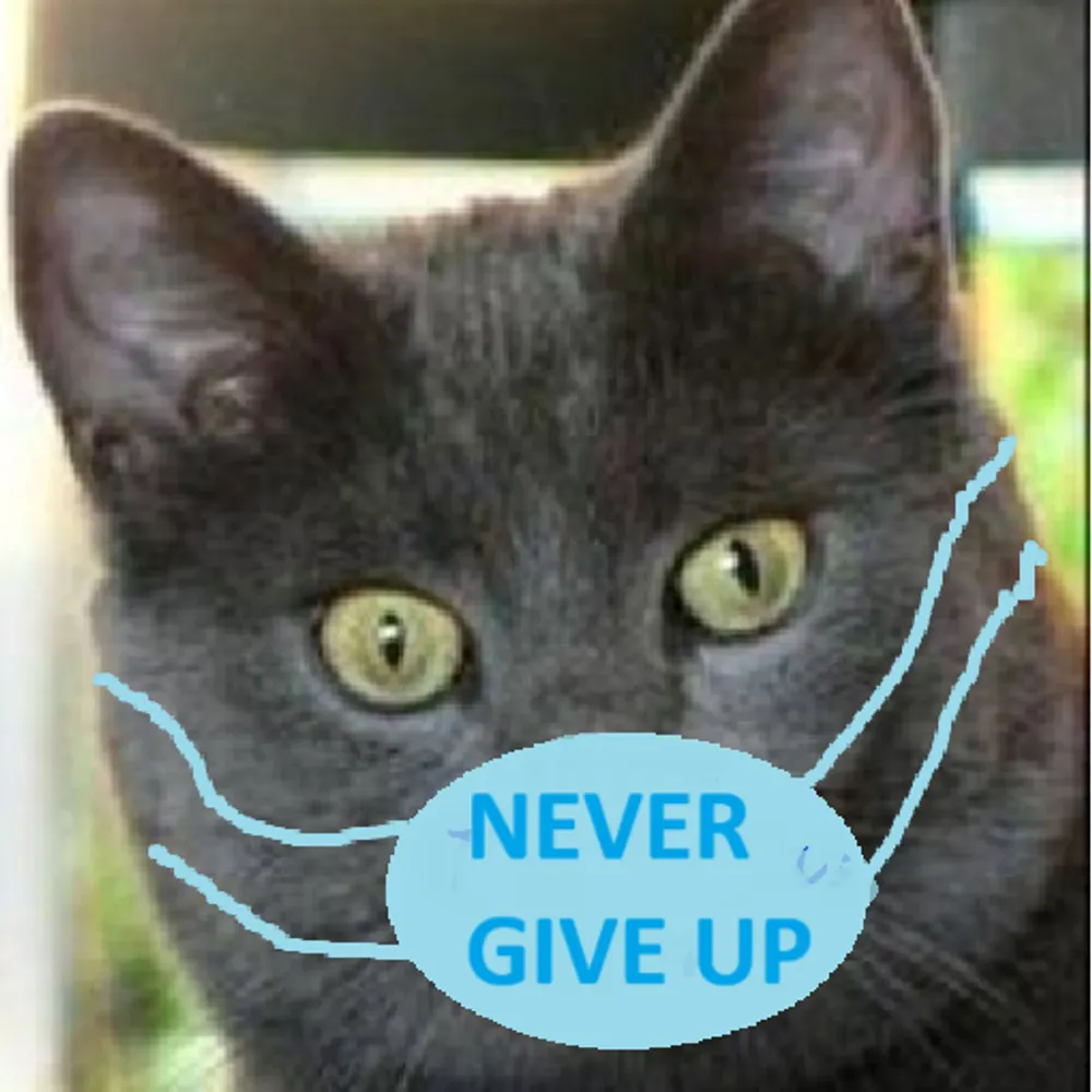 kat4obama.bsky.social's profile picture