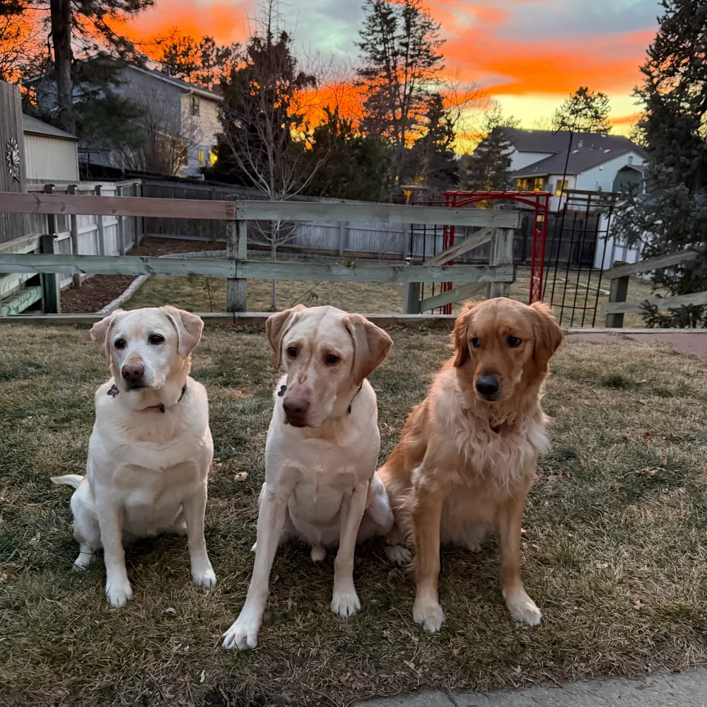 ddkpups.bsky.social's profile picture