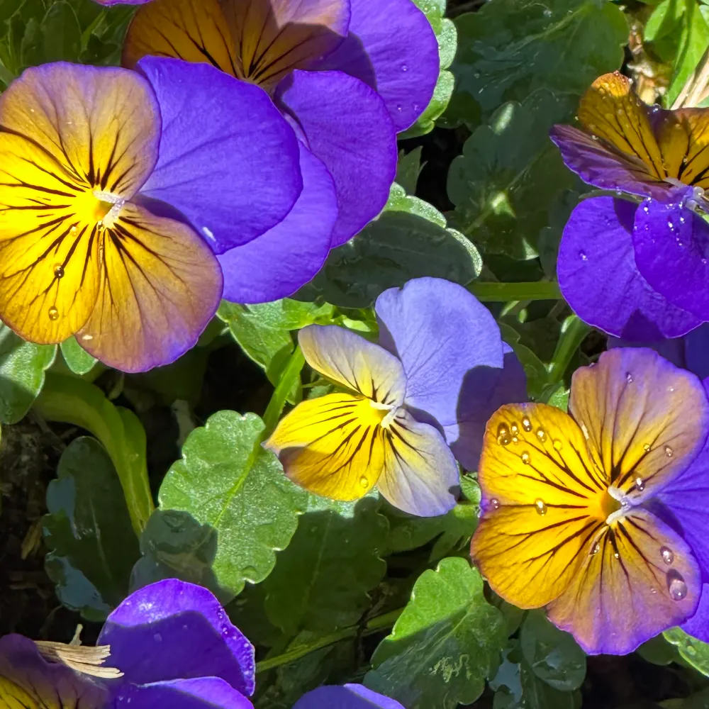 cekiritz.bsky.social's profile picture