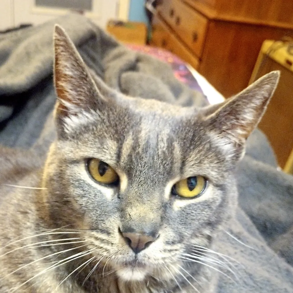 indridc0ld.bsky.social's profile picture