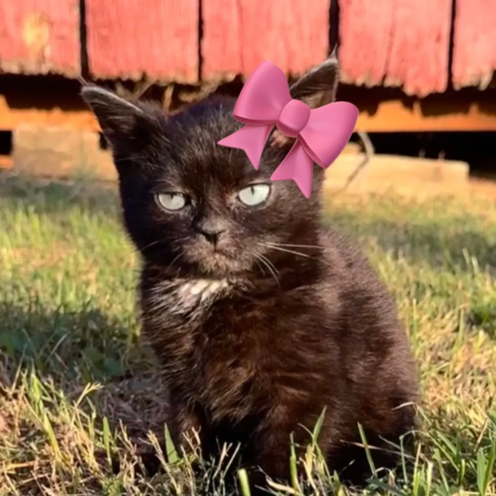 mrblack04.bsky.social's profile picture