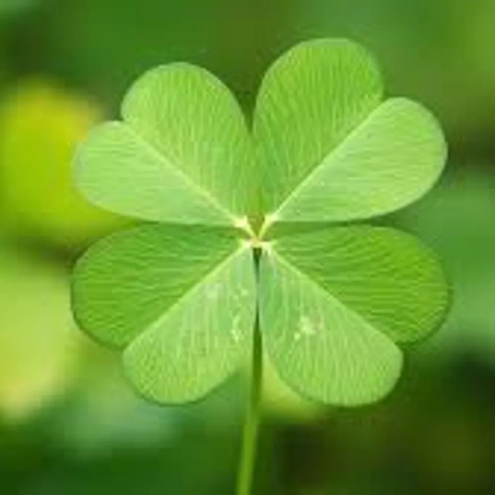 uzoe.bsky.social's profile picture