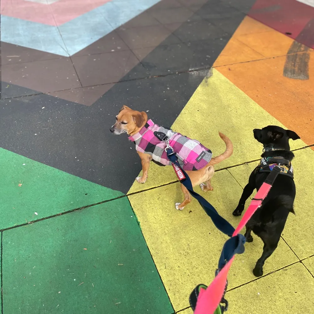 samandtootie.bsky.social's profile picture