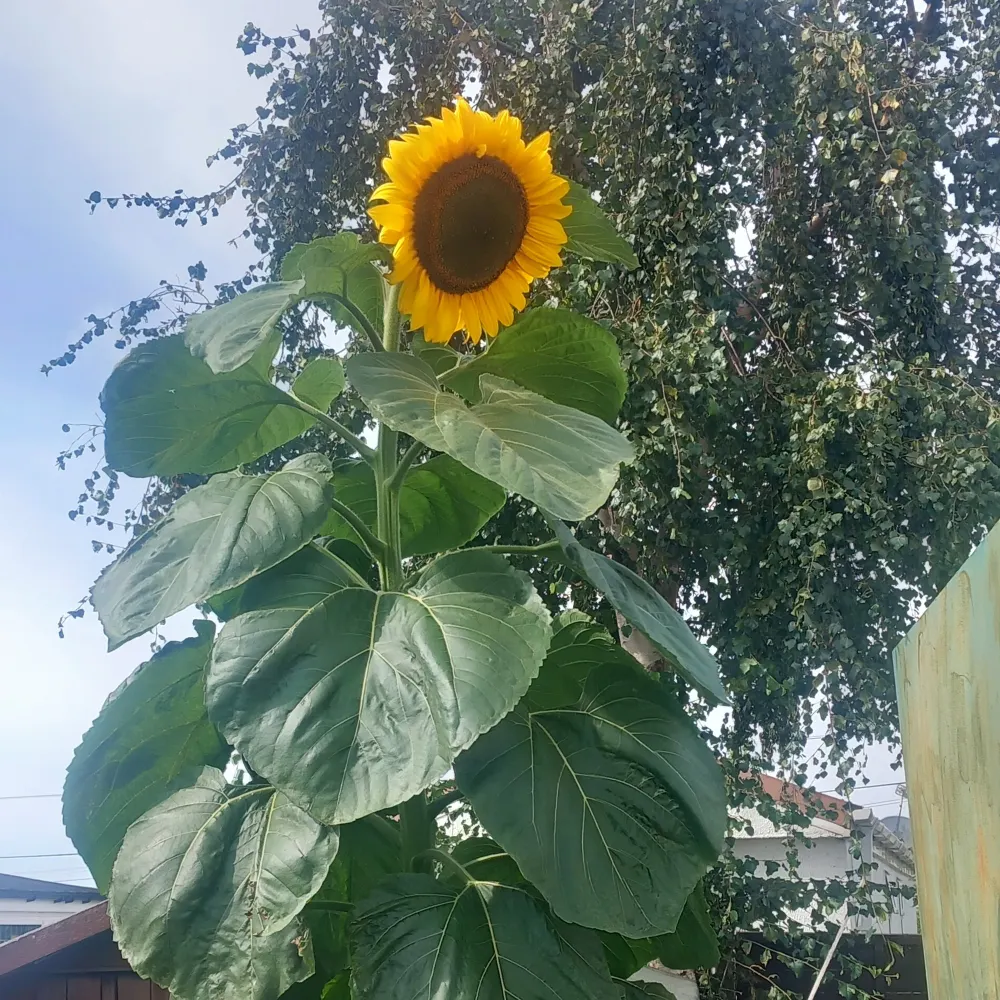 anothergreen.bsky.social's profile picture