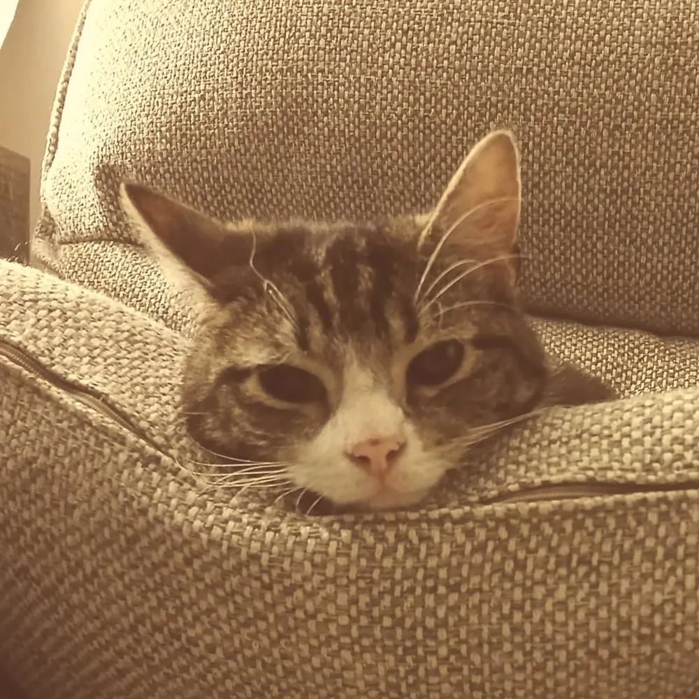 depressedandangry.bsky.social's profile picture