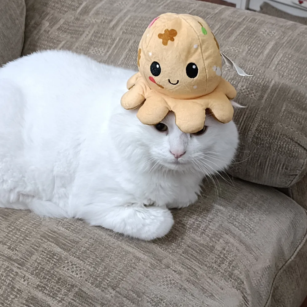 pureferret.bsky.social's profile picture